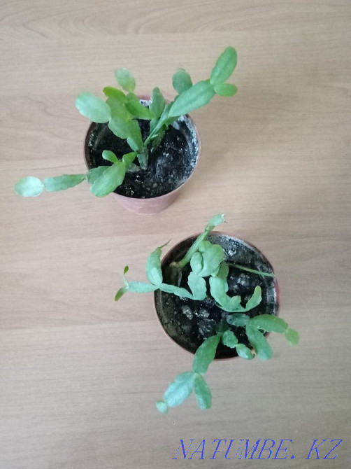 Stapelia, succulent. Almaty - photo 5