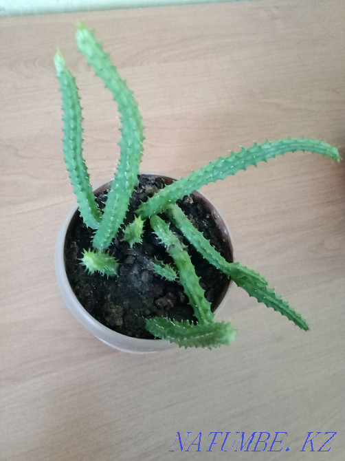 Stapelia, succulent. Almaty - photo 4