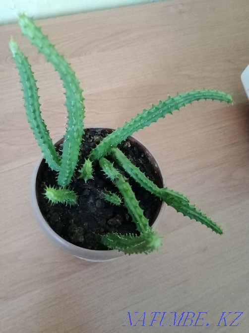 Stapelia, succulent. Almaty - photo 3
