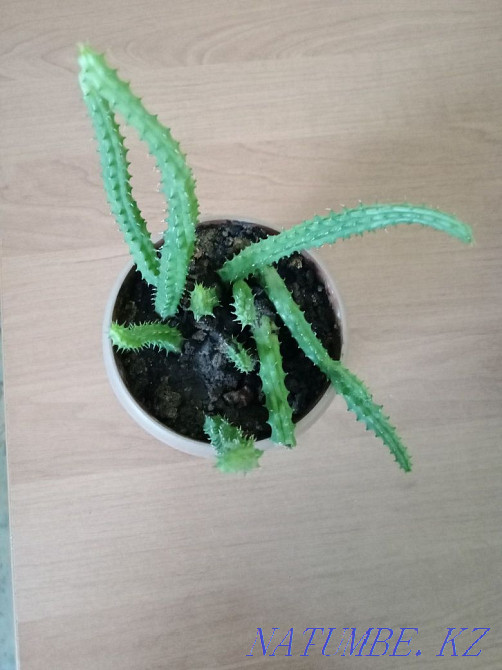 Stapelia, succulent. Almaty - photo 1