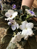 Комнатные цветы  Астана