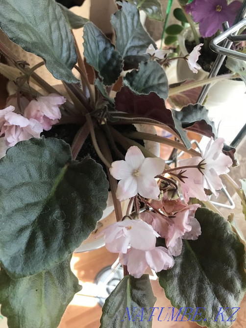 indoor flowers Astana - photo 3