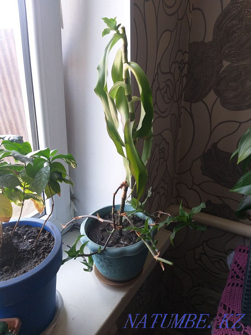 Алтын мұртты сатамын  Алматы - изображение 1