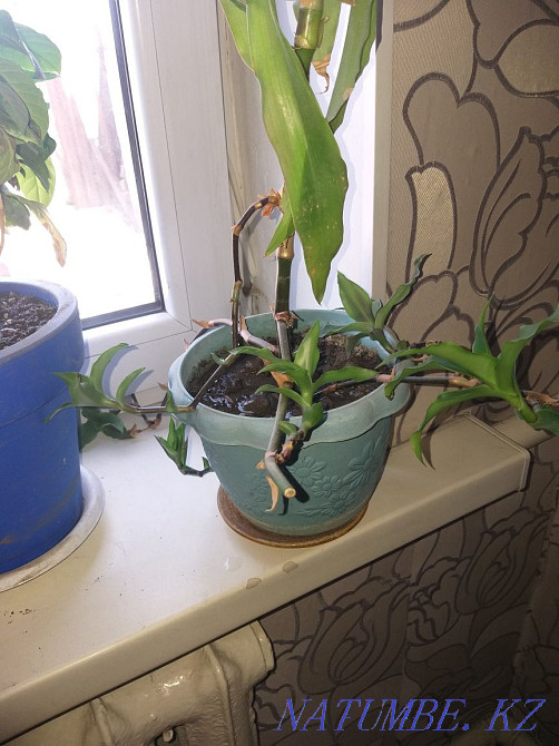 Алтын мұртты сатамын  Алматы - изображение 2