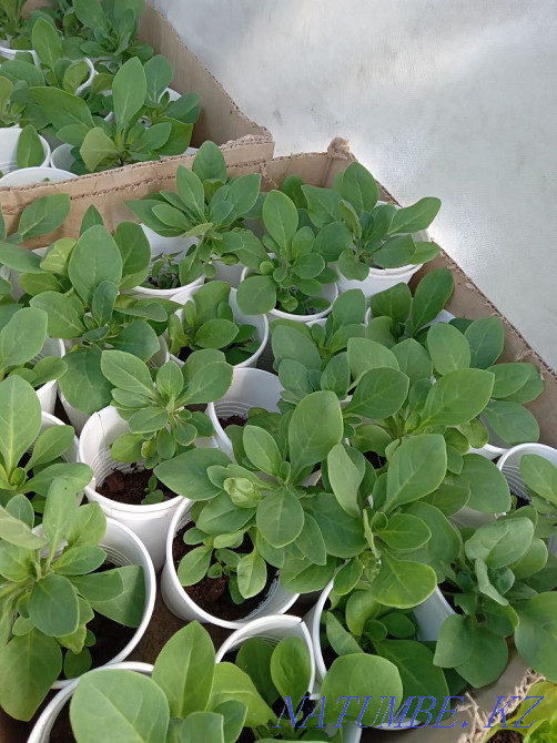 Продам комнатные и садовые цветы Костанай - изображение 1