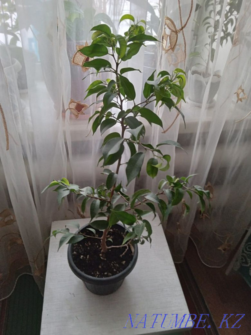 Продам комнатные и садовые цветы Костанай - изображение 6