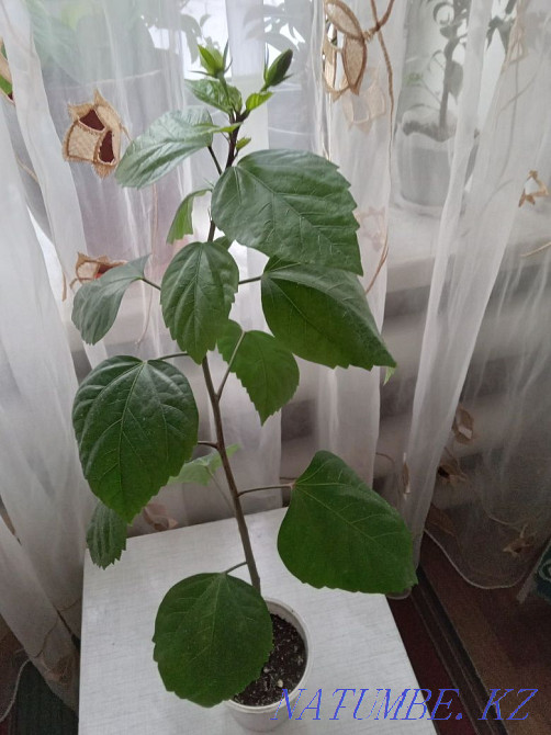 Продам комнатные и садовые цветы Костанай - изображение 5