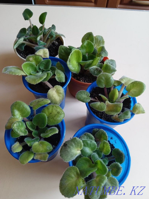 Продам комнатные и садовые цветы Костанай - изображение 2