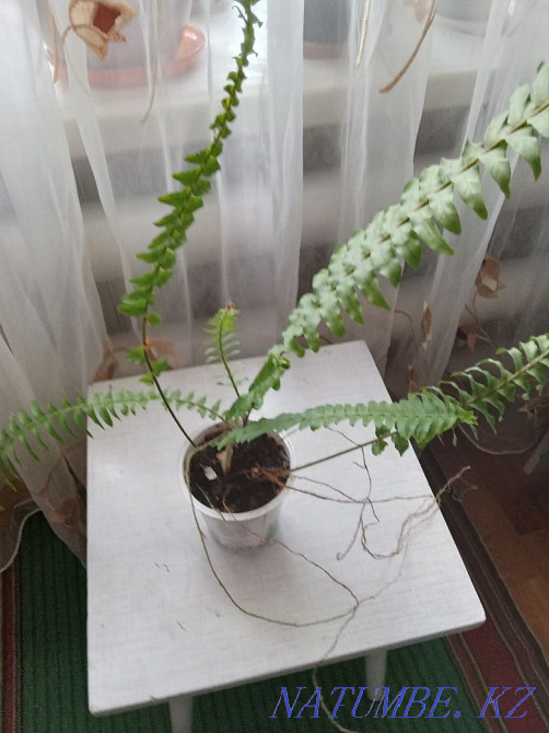 Продам комнатные и садовые цветы Костанай - изображение 8