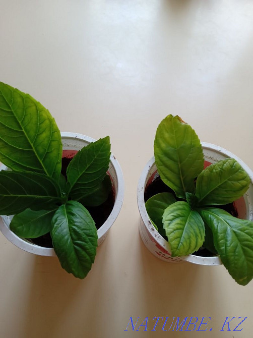 Продам комнатные и садовые цветы Костанай - изображение 3