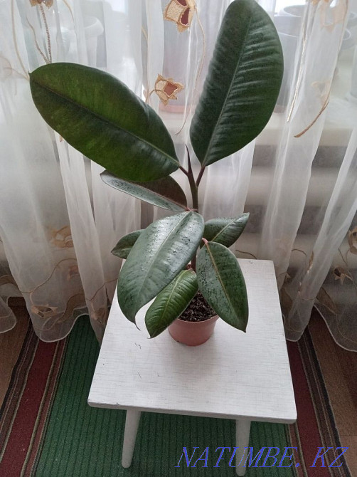 Продам комнатные и садовые цветы Костанай - изображение 7