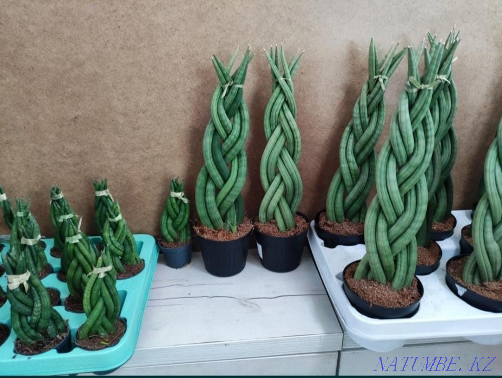 Sancivieria shade night Almaty - photo 6