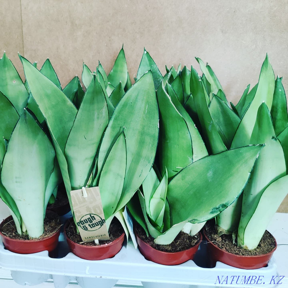 Sancivieria shade night Almaty - photo 2