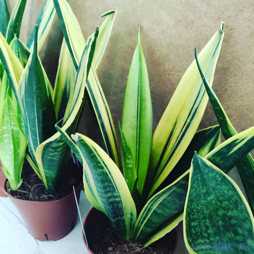 Sancivieria shade night Almaty - photo 3