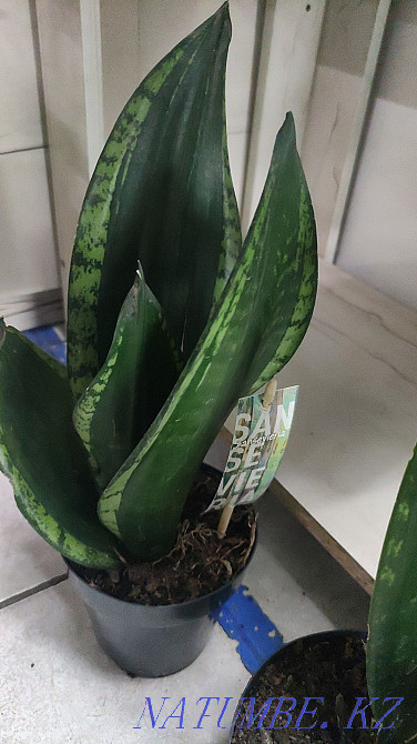 Sancivieria shade night Almaty - photo 4