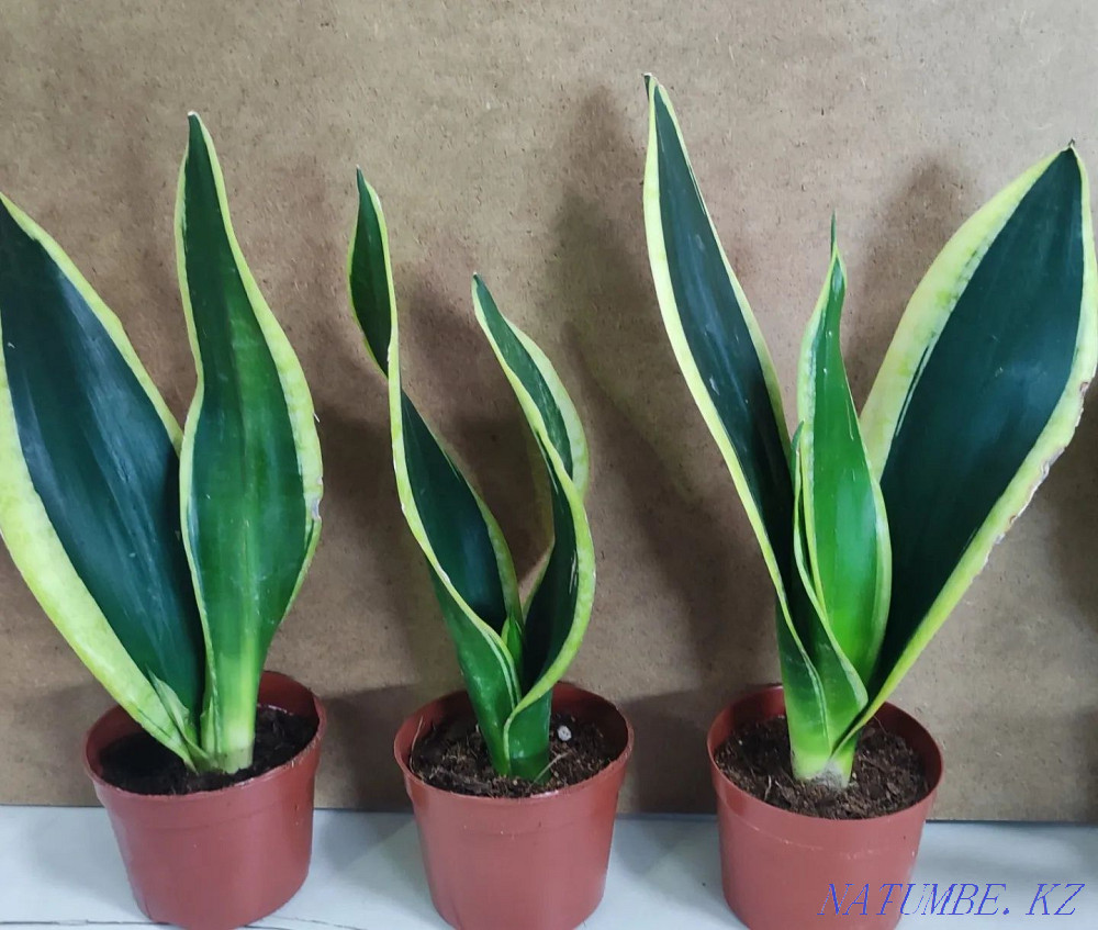 Sancivieria shade night Almaty - photo 1
