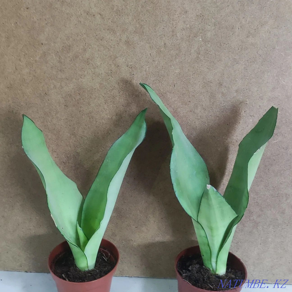 Sancivieria shade night Almaty - photo 7