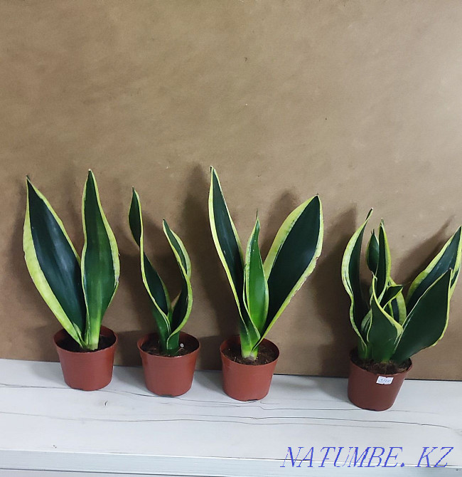 Sancivieria shade night Almaty - photo 5