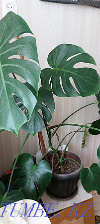 Indoor flower, Monstera Karagandy - photo 1