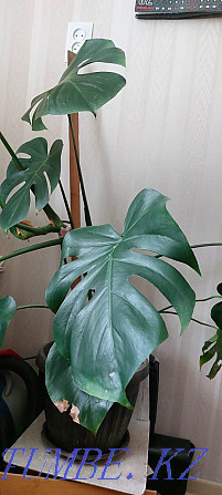 Indoor flower, Monstera Karagandy - photo 2