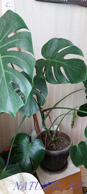 Indoor flower, Monstera Karagandy - photo 1
