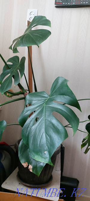 Indoor flower, Monstera Karagandy - photo 2