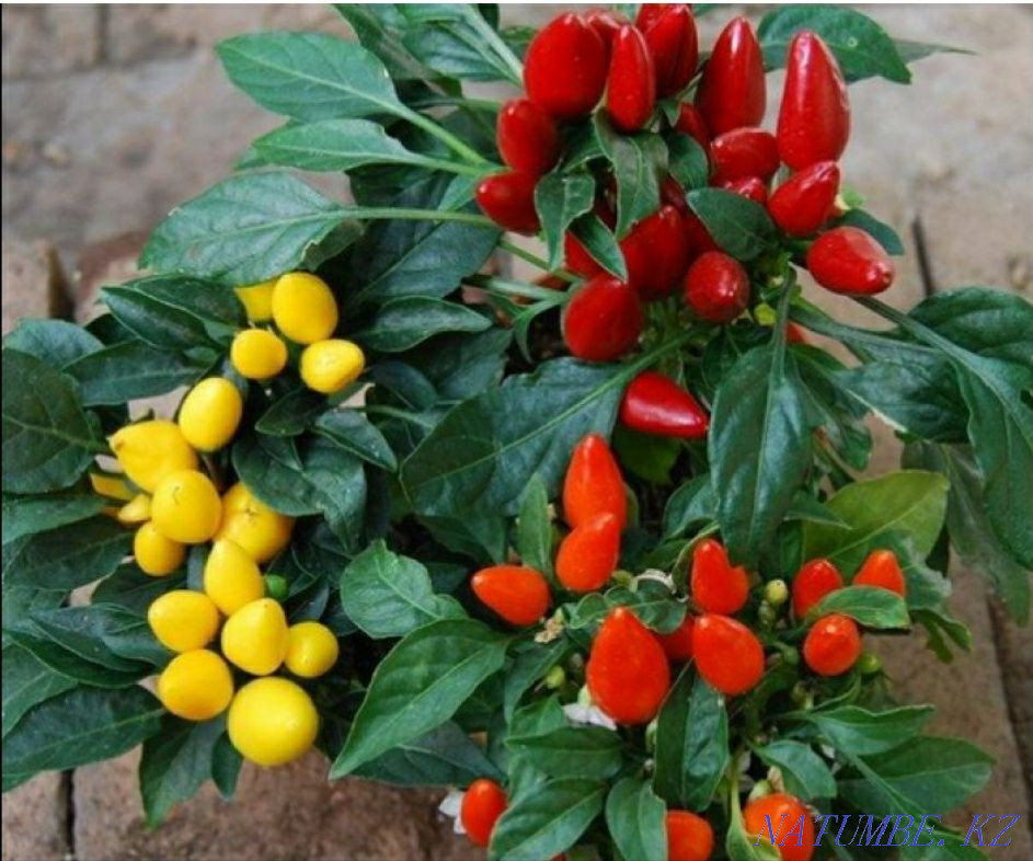 Sell indoor flowers Astana - photo 8