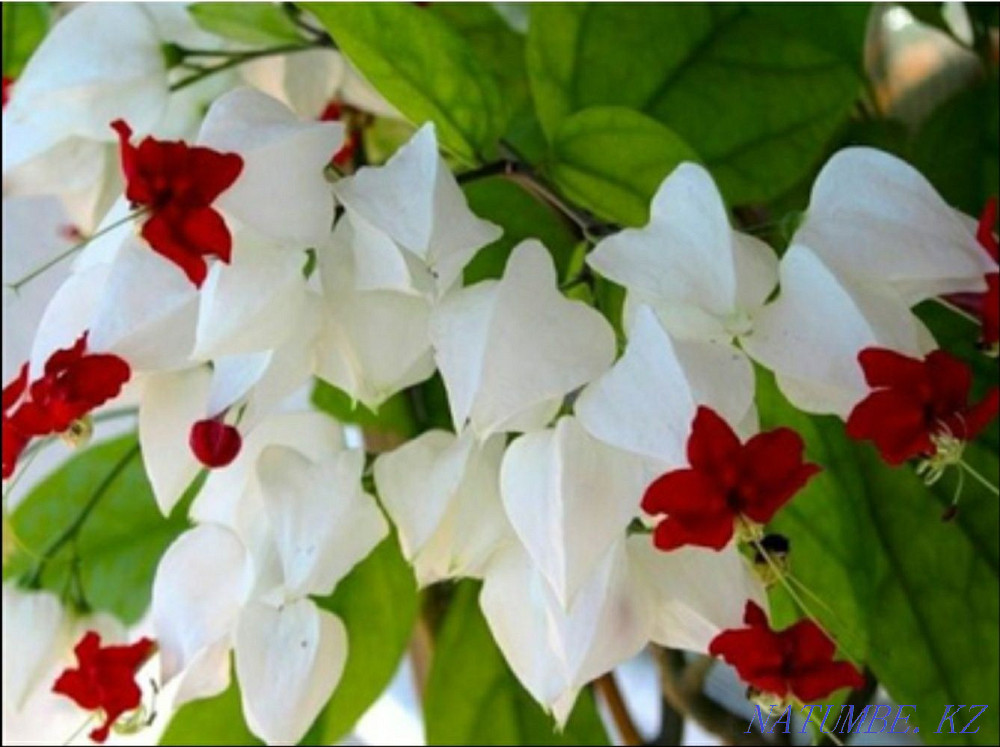 Sell indoor flowers Astana - photo 5
