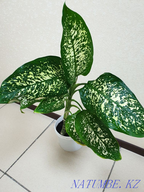 Sell indoor flowers Astana - photo 7