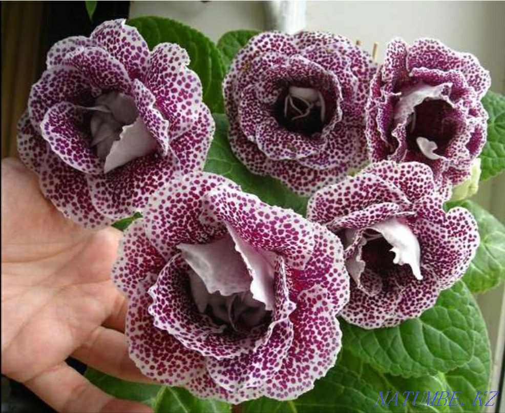 Sell indoor flowers Astana - photo 1