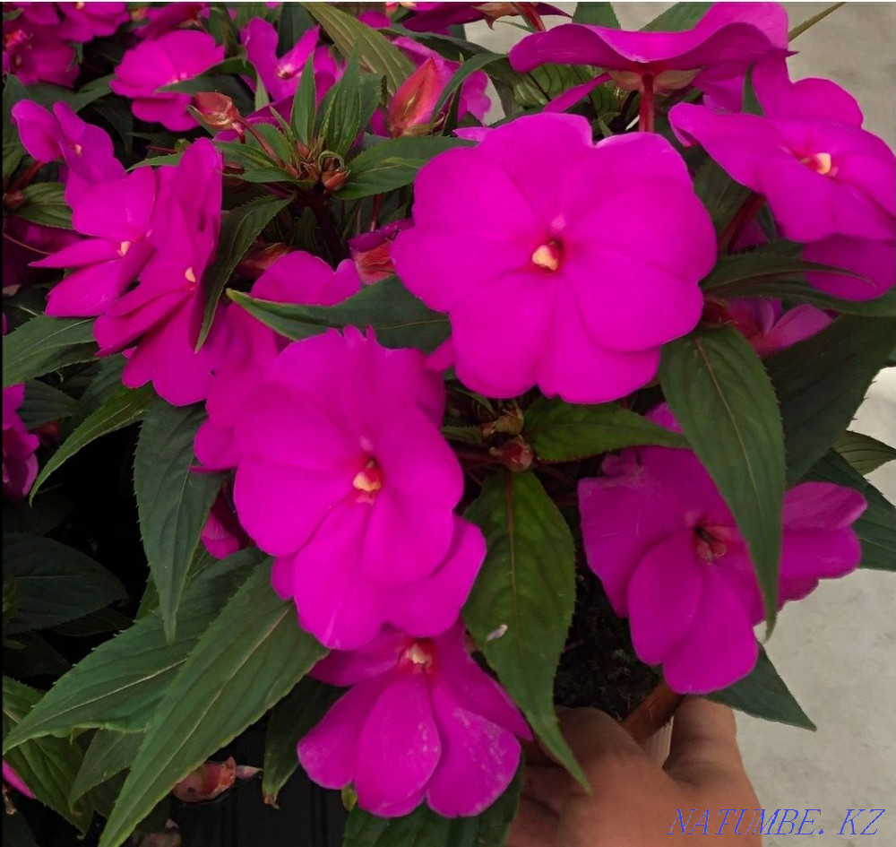 Sell indoor flowers Astana - photo 4