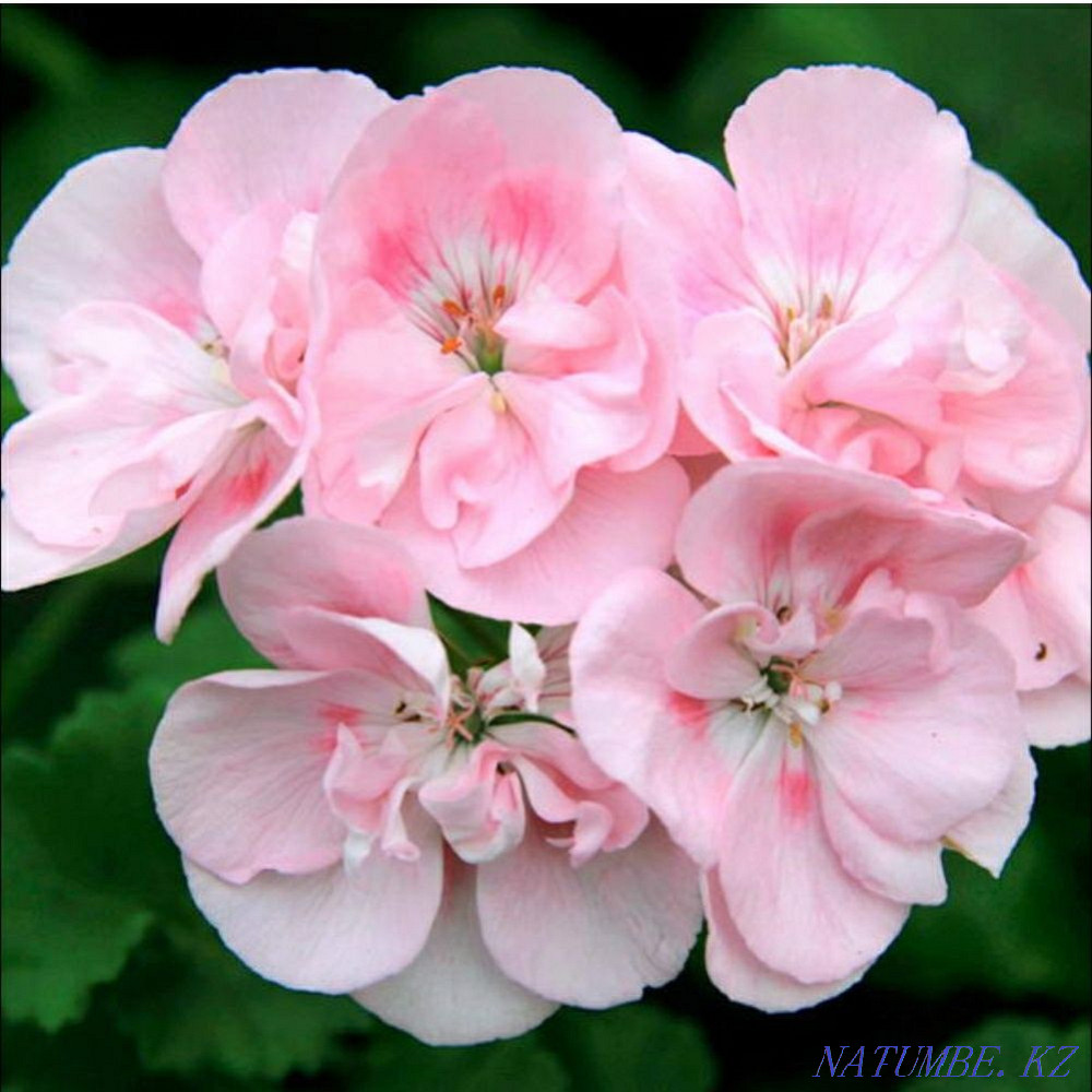 Sell indoor flowers Astana - photo 3