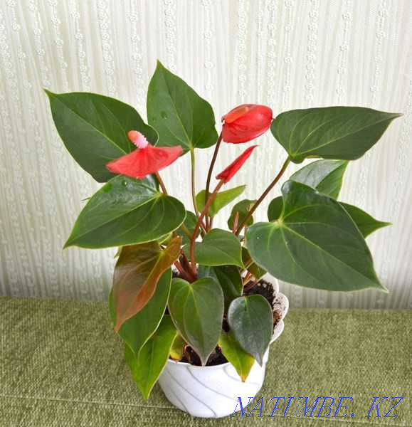Anthorium red. Variety Mini Pavlodar - photo 1
