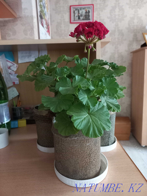 geranium red blooming Kostanay - photo 3