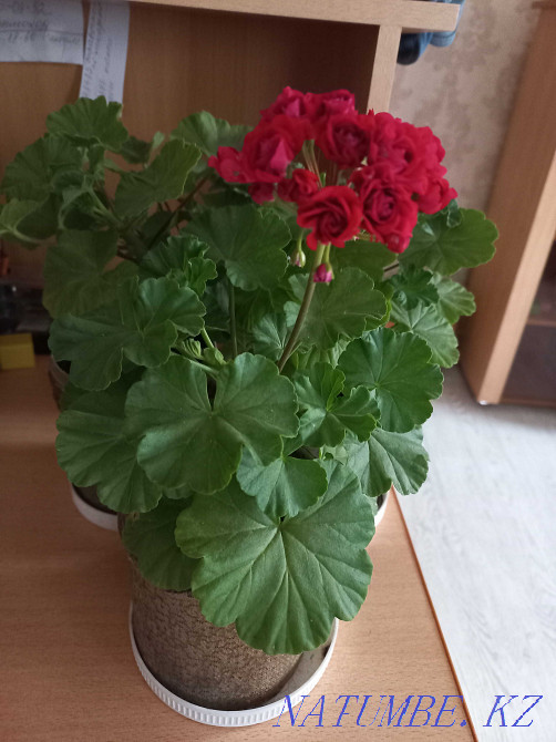 geranium red blooming Kostanay - photo 1