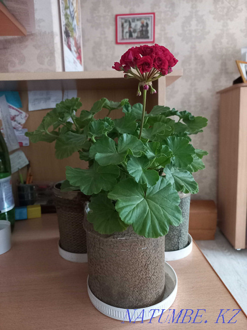 geranium red blooming Kostanay - photo 2