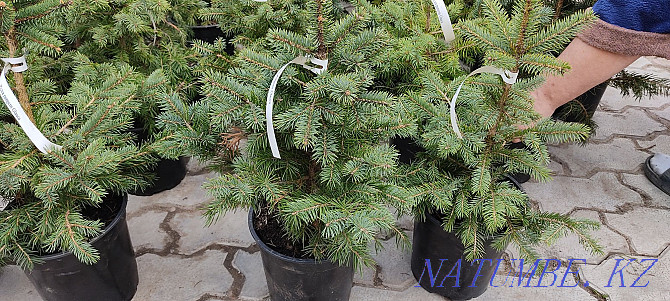 Spruce Glauka (gray and green) height 40-50 cm / Price: 10000 tg. Almaty - photo 1
