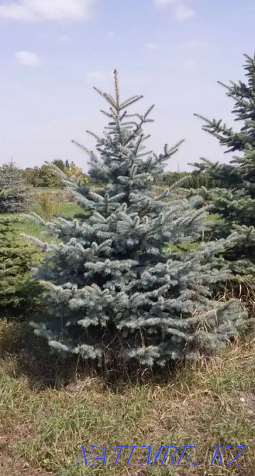 Шырша Глаука (сұр және жасыл) биіктігі 40-50 см / Бағасы: 10000 тг.  Алматы - изображение 3