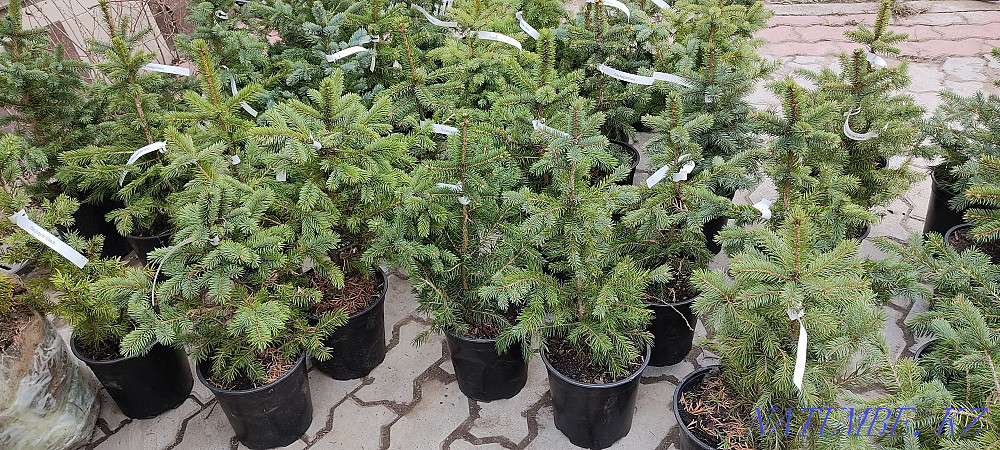 Шырша Глаука (сұр және жасыл) биіктігі 40-50 см / Бағасы: 10000 тг.  Алматы - изображение 2