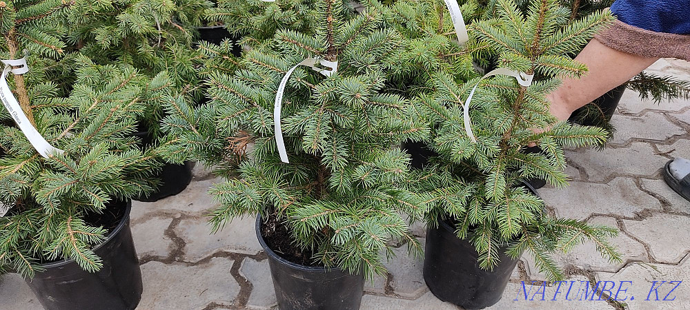 Шырша Глаука (сұр және жасыл) биіктігі 40-50 см / Бағасы: 10000 тг.  Алматы - изображение 1