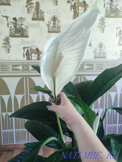 Әйел бақыты Сезім дәрежесі  Алматы - изображение 4