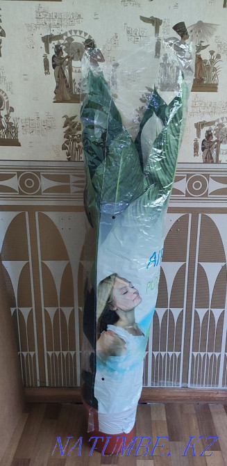 Әйел бақыты Сезім дәрежесі  Алматы - изображение 8