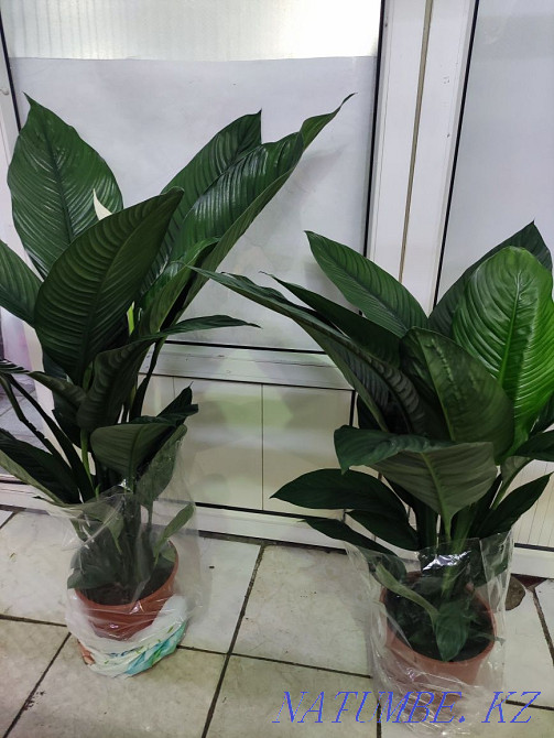 Әйел бақыты Сезім дәрежесі  Алматы - изображение 6