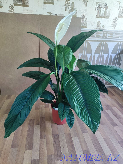 Әйел бақыты Сезім дәрежесі  Алматы - изображение 3