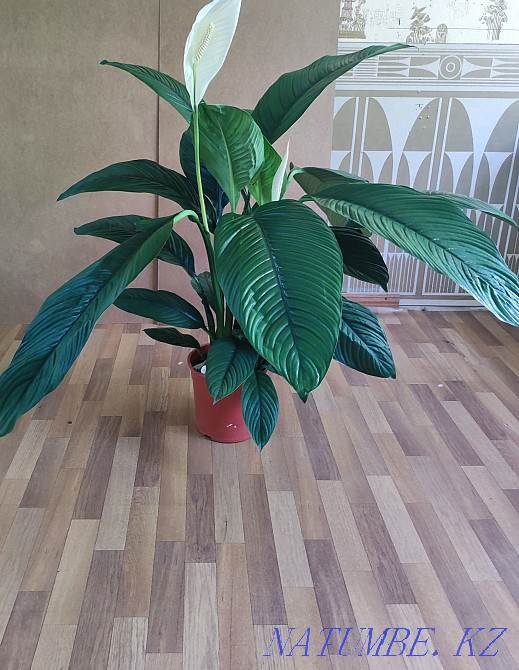 Әйел бақыты Сезім дәрежесі  Алматы - изображение 5