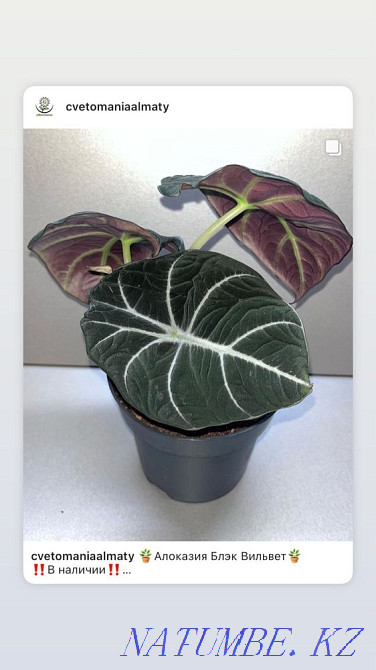 Alocasia black velvet Almaty - photo 1