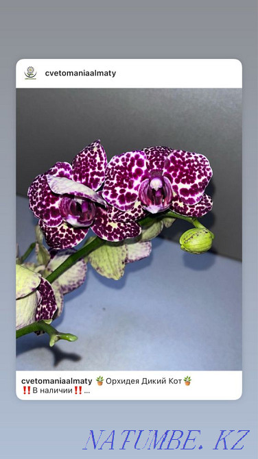Phalaenopsis Wild cat Almaty - photo 1