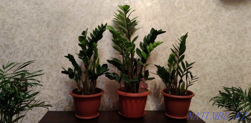 Продам цветы от 500 Актобе - изображение 5