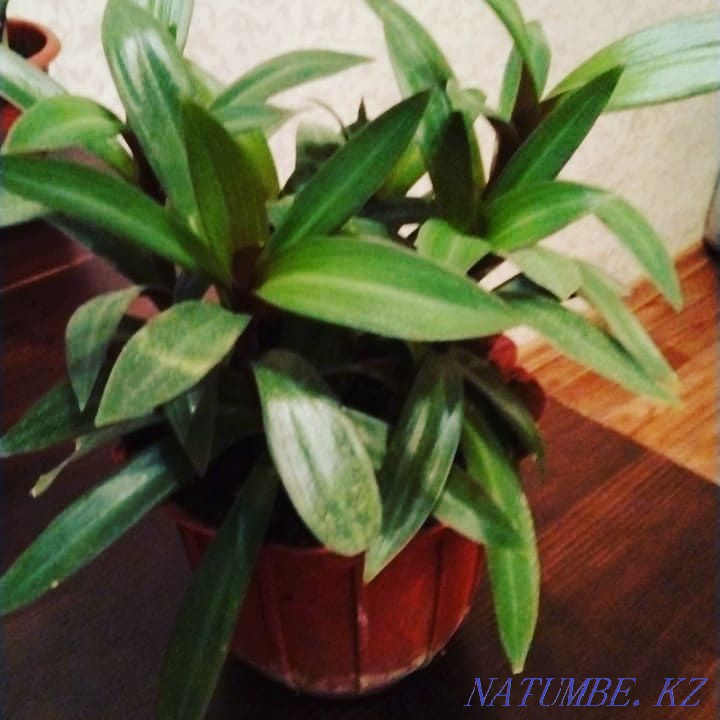 Продам цветы от 500 Актобе - изображение 3