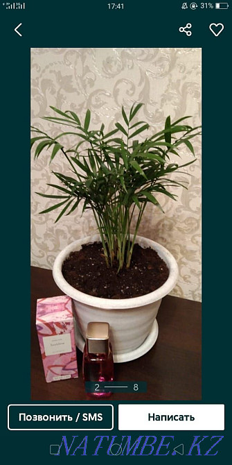 Продам цветы от 500 Актобе - изображение 2